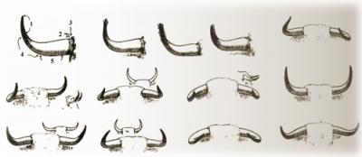 Cat&aacute;logo de cuernos